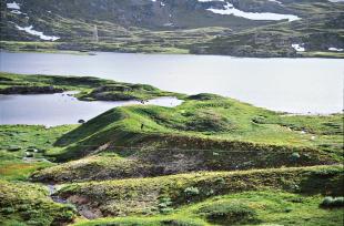 Eskere ved Nedre Grøndalsvatnet