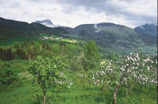 Frå Ulvik. I bakgrunnen «hyllegardane» Vestrheim, Oppheim og Ljono