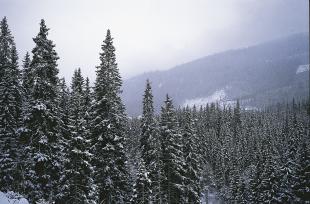 Granskog på Voss